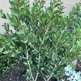 Photo of the plant species Callistemon viminalis by @SuperbHogpeanut named Osmo on Greg, the plant care app