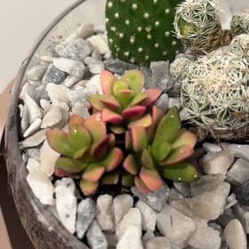 Photo of the plant species Anacampseros by @OptimalApple22 named Kesha on Greg, the plant care app