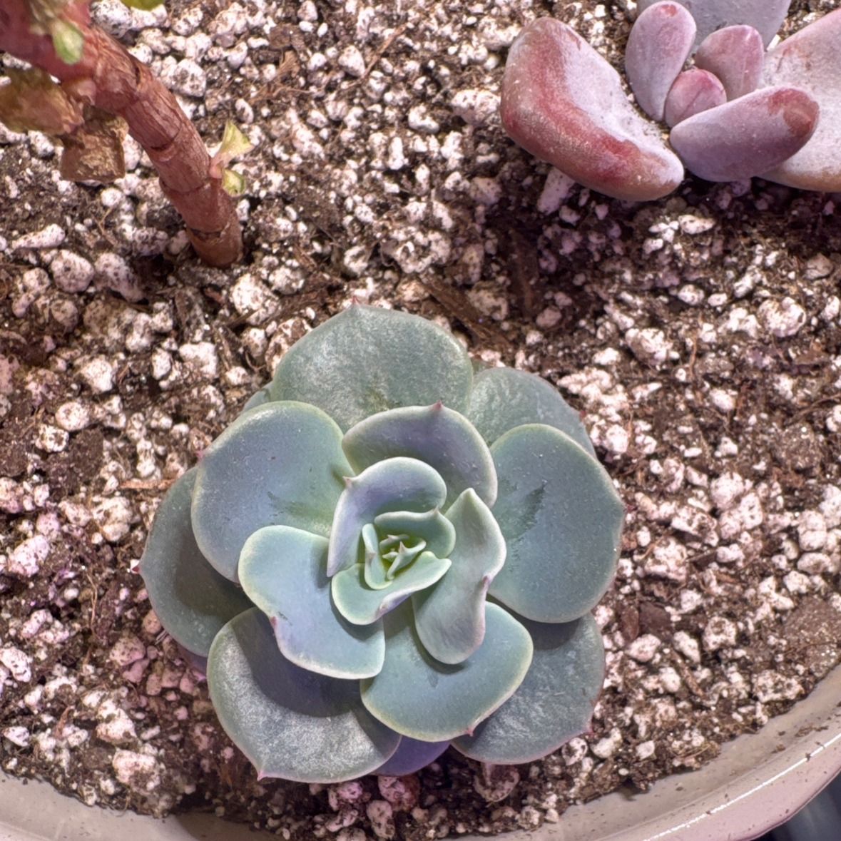 Photo of the plant species Echeveria 'Araceli' by @OptimalApple22 named ChloroPhil on Greg, the plant care app