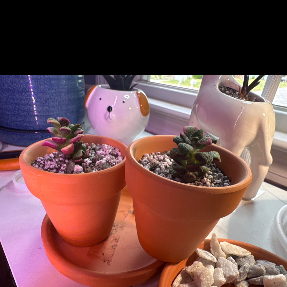 Photo of the plant species Anacampseros by @OptimalApple22 named Kesha on Greg, the plant care app
