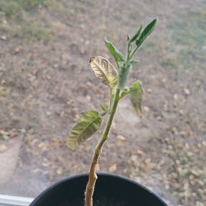 Photo of the plant species Dwarf Tomato by @HoorayChuparosa named Gomez on Greg, the plant care app