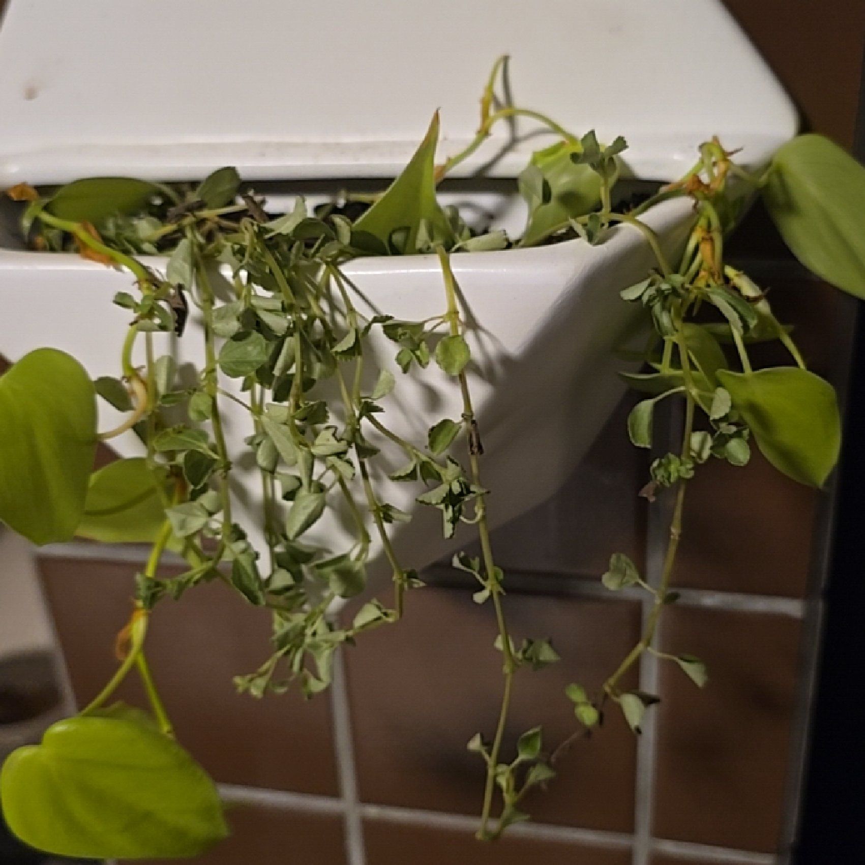 Photo of the plant species Angel Tears by @FunPalqui52 named Marley on Greg, the plant care app