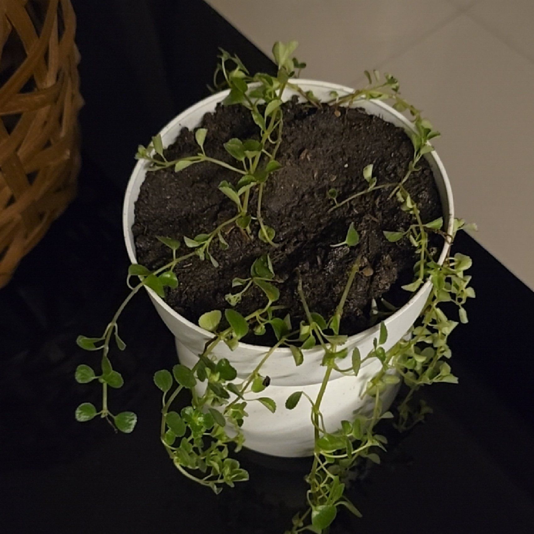 Photo of the plant species Angel Tears by @FunPalqui52 named Darwin on Greg, the plant care app