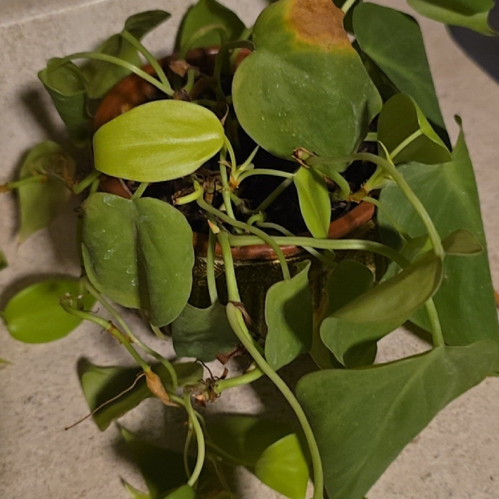 Photo of the plant species Variegated Neon Pothos by @FunPalqui52 named Hemingway on Greg, the plant care app