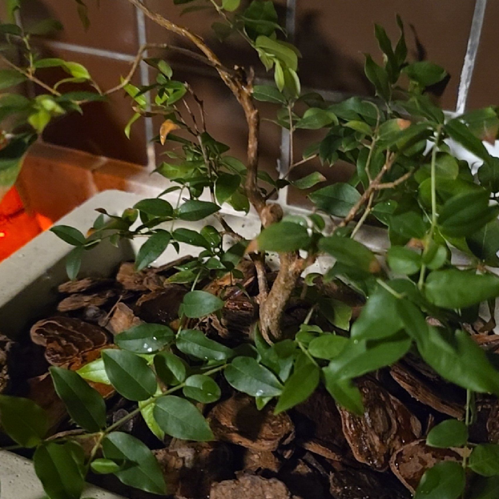 Photo of the plant species Jabuticabeira by @FunPalqui52 named Peter Parker on Greg, the plant care app