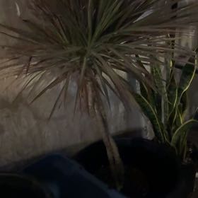 Photo of the plant species Draceana marginata by @CasualAnthora65 named Keanu Leaves on Greg, the plant care app