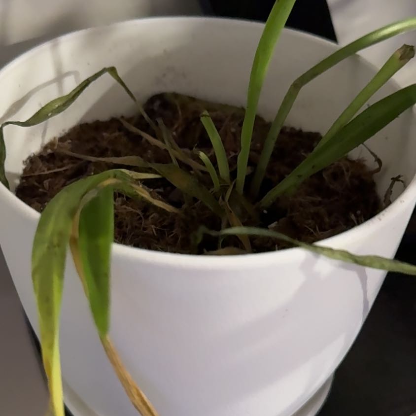 Photo of the plant species Spider Plant 'Reverse' by @CleverBetel35 named Beyonce on Greg, the plant care app