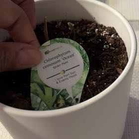 Photo of the plant species Ocean Spider Plant by @CleverBetel35 named Peter Parker on Greg, the plant care app