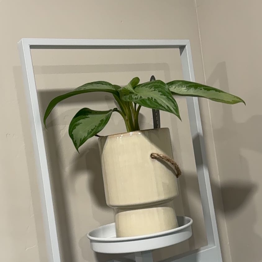 Photo of the plant species Aglaonema by @CleverBetel35 named Austen on Greg, the plant care app