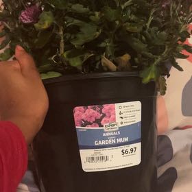 Photo of the plant species Florist's Daisy by @HonestBasil62 named Foxxy on Greg, the plant care app