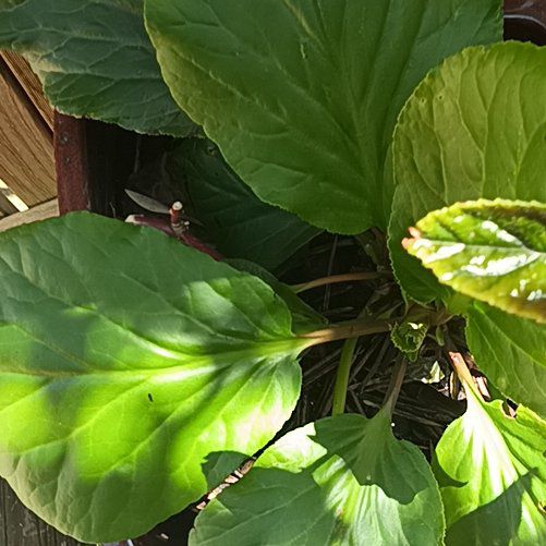 Photo of the plant species Heart-Leaved Bergenia by @HotWildpansy18 named Sigmund on Greg, the plant care app