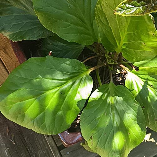 Photo of the plant species Heart-Leaved Bergenia by @HotWildpansy18 named Michelle Branch on Greg, the plant care app