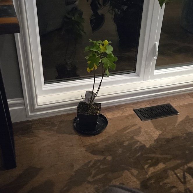 Photo of the plant species Fig by @RenownedLlavea9 named Foxxy on Greg, the plant care app