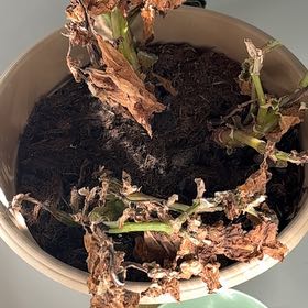 Photo of the plant species Smooth Begonia by @MajorGinger97 named Winston on Greg, the plant care app