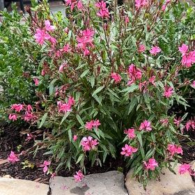Photo of the plant species Lindheimer's Beeblossom by @PaleSeptember named Gaga on Greg, the plant care app