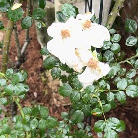 Photo of the plant species Evergreen Rose by @PaleSeptember named Fernie Mercury on Greg, the plant care app