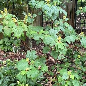 Photo of the plant species Oakleaf Hydrangea by @PaleSeptember named Orlando Bloom on Greg, the plant care app