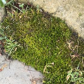 Photo of the plant species Broom Forkmoss by @PaleSeptember named Michelle Branch on Greg, the plant care app