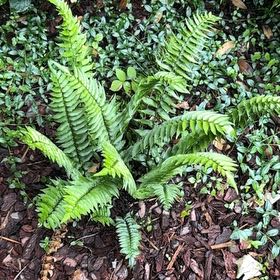 Photo of the plant species Sickle Fern by @PaleSeptember named Muhammad Ali on Greg, the plant care app