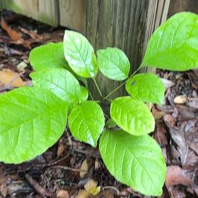 Photo of the plant species American Ash by @PaleSeptember named Fernie Mac on Greg, the plant care app
