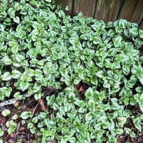 Photo of the plant species Spotted Deadnettle by @PaleSeptember named Tree Diddy on Greg, the plant care app