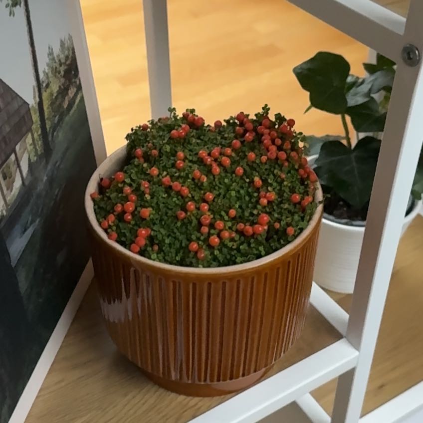 Photo of the plant species Coral Moss by @CalmativeSalsa named Elina on Greg, the plant care app