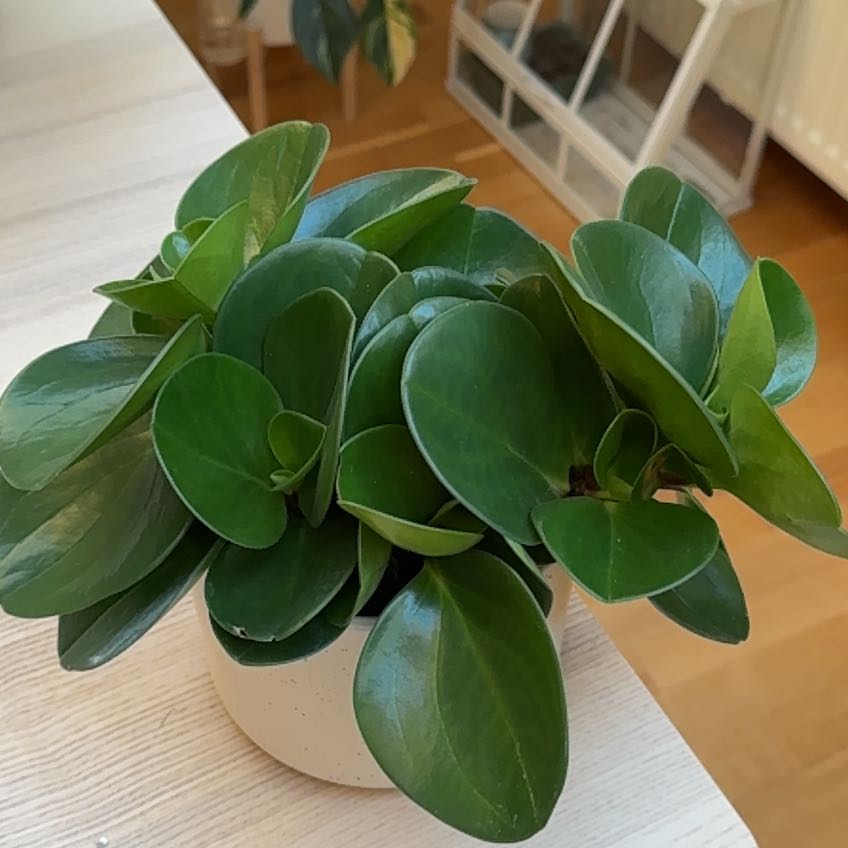 Photo of the plant species Baby Rubber Plant by @CalmativeSalsa named Naomi on Greg, the plant care app