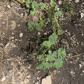 Photo of the plant species Cheeseweed Mallow by @MentorChards85 named Queen on Greg, the plant care app