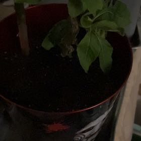 Photo of the plant species Bitter Leaf by @YeveFanmoss86 named Solo2fa7metalmyesorganic. on Greg, the plant care app