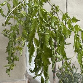 Photo of the plant species Japanese Wisteria by @LadyJuneplum63 named Yogita on Greg, the plant care app