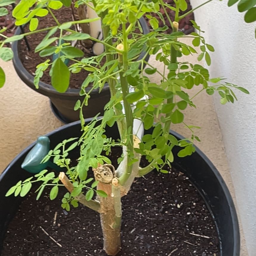 Photo of the plant species Benzoil Tree by @BoldPeyote75 named Front Entrance R on Greg, the plant care app