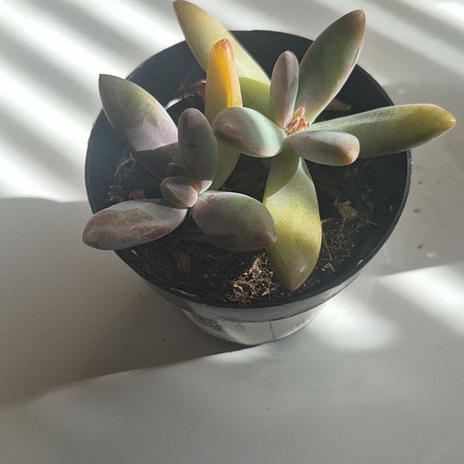 Photo of the plant species Graptoveria 'Blue Pearl' by @cupcake027 named Crystal on Greg, the plant care app