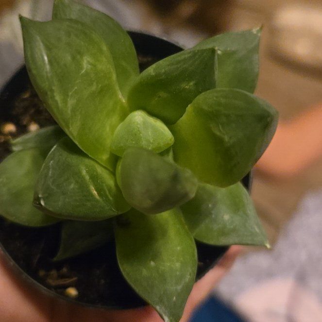 Photo of the plant species Haworthia cuspidata 'Variegata' by @WelefulNinebark named Sproutacus on Greg, the plant care app