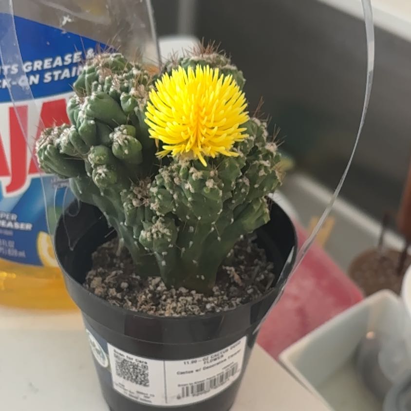 Photo of the plant species Assorted Cactus by @ZestKhakiweed63 named Lavender on Greg, the plant care app