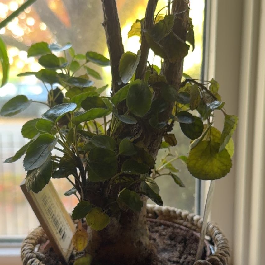 Photo of the plant species Aralia Fabian by @Timmy12 named Eva on Greg, the plant care app