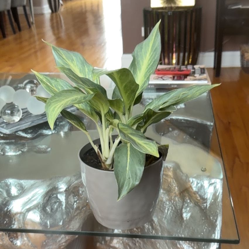 Photo of the plant species Chinese evergreen by @Timmy12 named Sydney on Greg, the plant care app