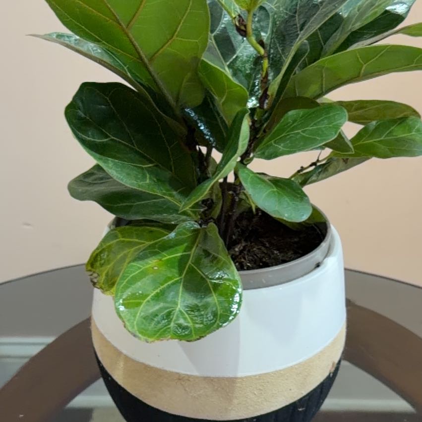 Photo of the plant species Little Fiddle by @Timmy12 named Sahara on Greg, the plant care app