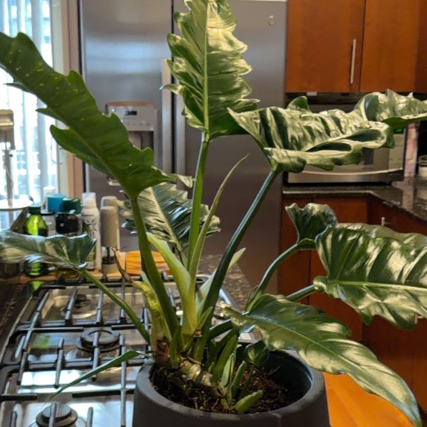 Photo of the plant species Philodendron Jungle Boogie by @Timmy12 named Beauty on Greg, the plant care app