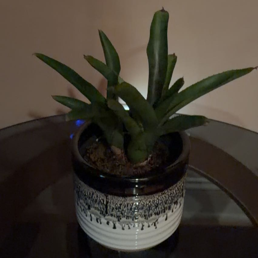 Photo of the plant species Guacamole Bromeliad by @Timmy12 named Gobi on Greg, the plant care app