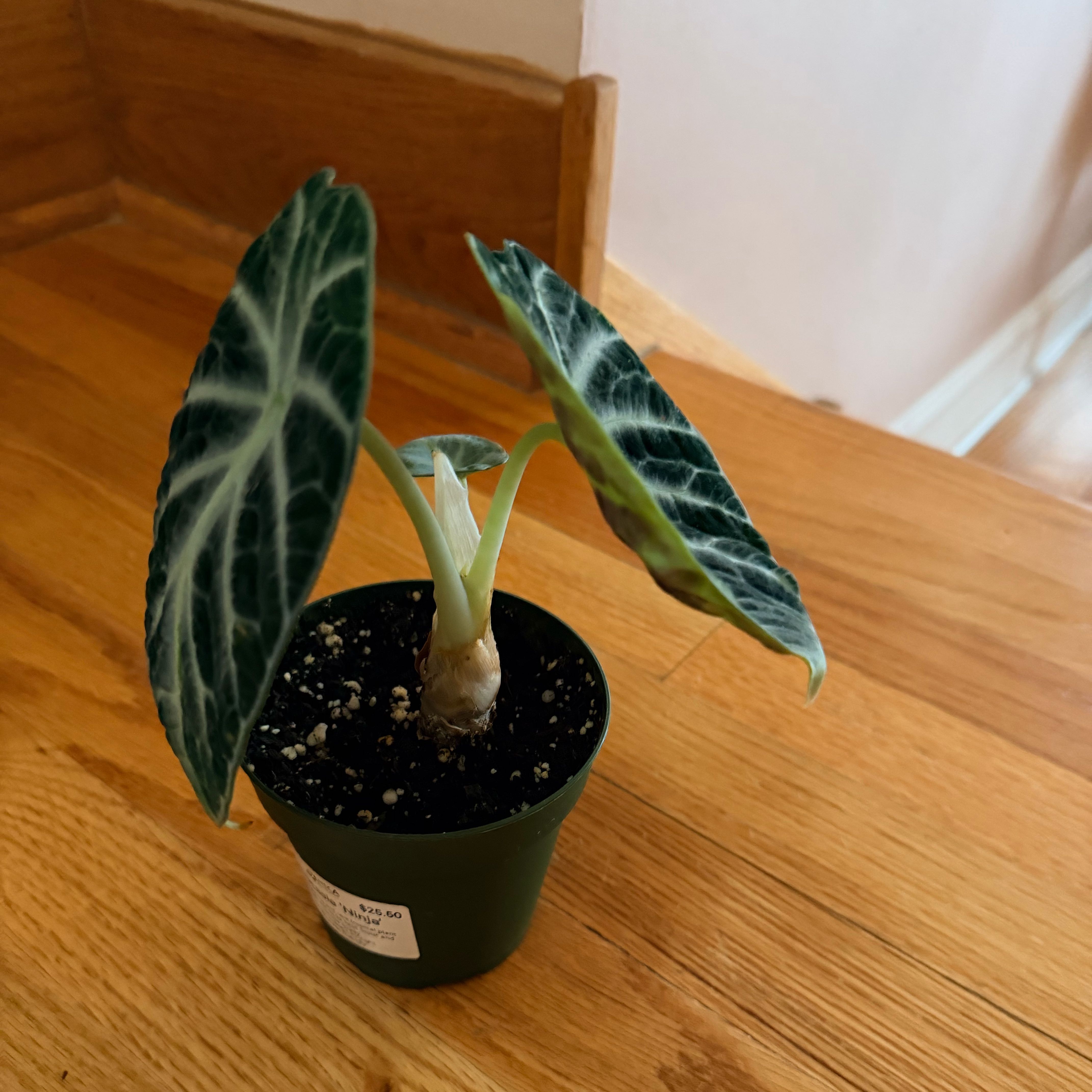 Photo of the plant species alocasia ninja by @Timmy12 named Figyonce on Greg, the plant care app