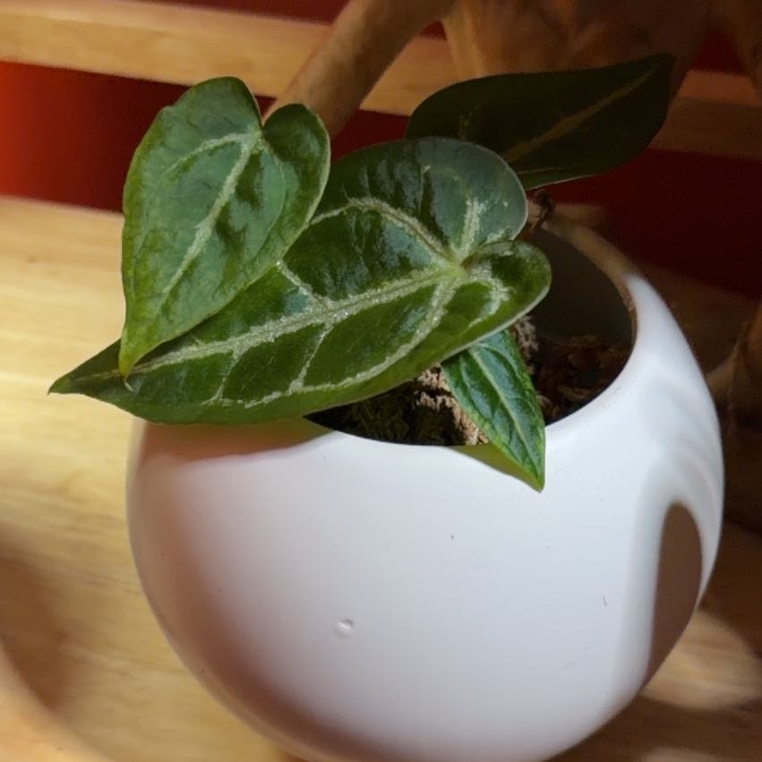 Photo of the plant species Silver Blush by @Timmy12 named Dolores on Greg, the plant care app