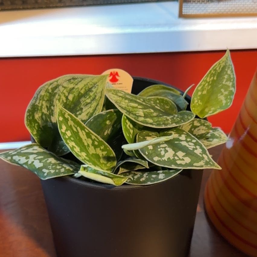 Photo of the plant species Philodendron scandon by @Timmy12 named Austen on Greg, the plant care app