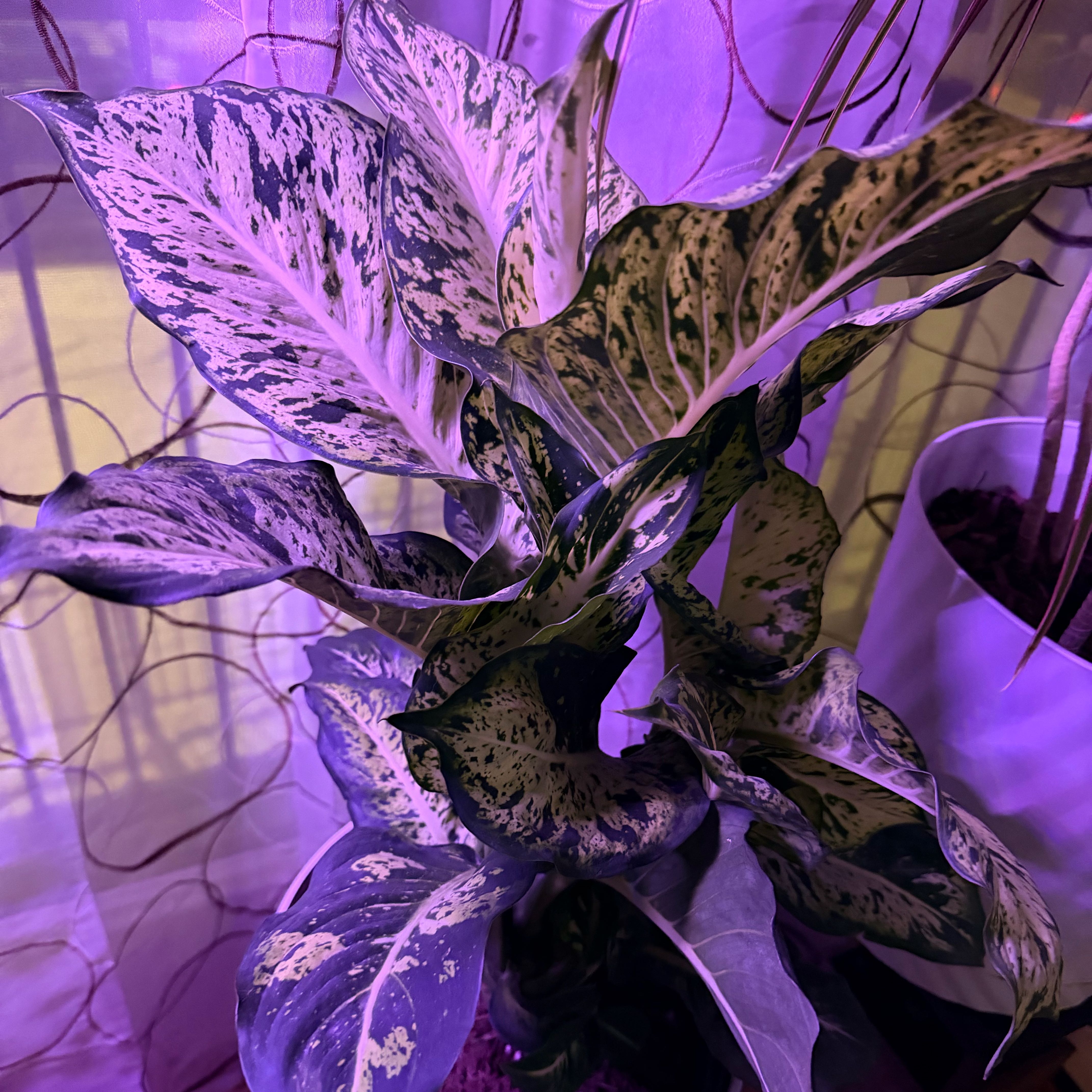 Photo of the plant species Diffenbachia Marianne by @Timmy12 named Prince on Greg, the plant care app