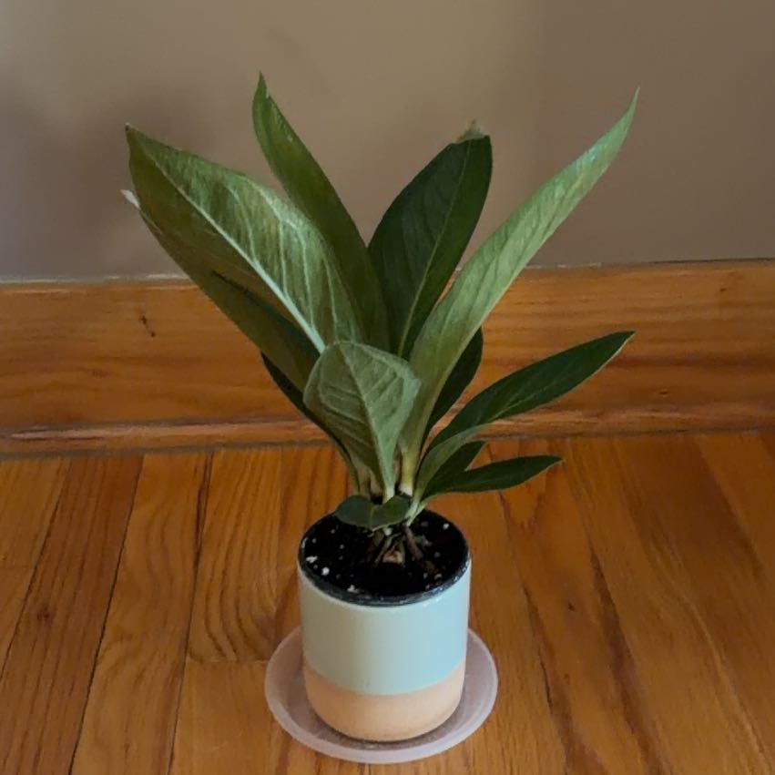 Photo of the plant species Anthurium Cobra by @Timmy12 named Wynndy on Greg, the plant care app