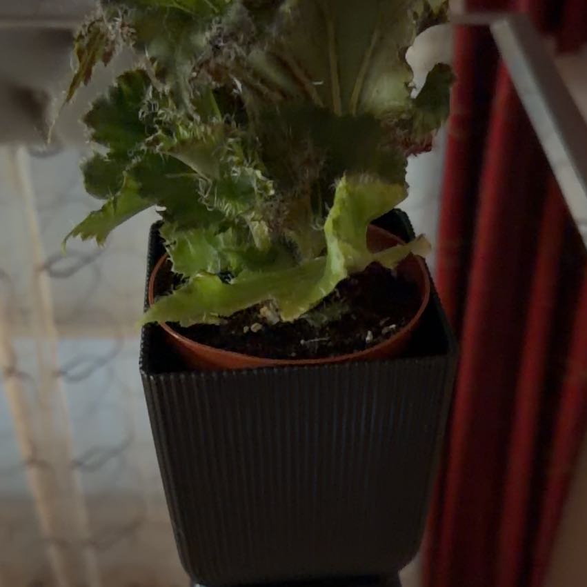 Photo of the plant species Rhizo Begonia by @Timmy12 named Naomi on Greg, the plant care app