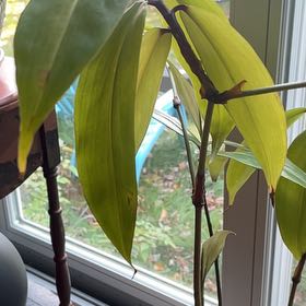 Photo of the plant species Dwarf Weeping Blue Ginger by @PrimoMakura60 named Ginger on Greg, the plant care app