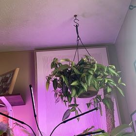Photo of the plant species Polynesian Ivy by @YeahQuincula42 named Hemingway on Greg, the plant care app