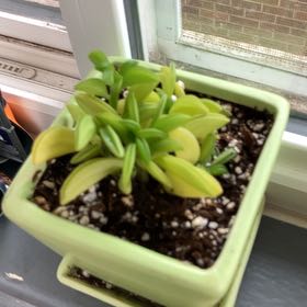 Photo of the plant species Taco Plant by @WinLithop93 named Kobe on Greg, the plant care app