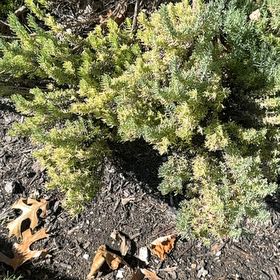 Photo of the plant species Coastal Rosemary by @UniqueTutsan91 named Forrest on Greg, the plant care app
