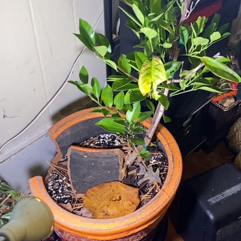 Photo of the plant species Mandarin orange by @SirMaylily63 named Maya on Greg, the plant care app